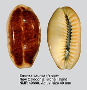 Erronea caurica (f) niger (3)